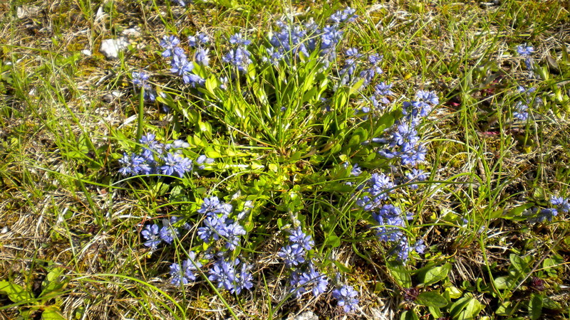 Polygala cfr. alpestris